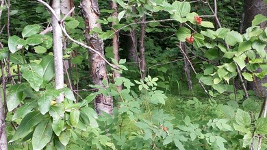 Cranberry and rose hip bushes galore!!
