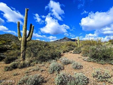 005_295 SF- Lush Sonoran Desert