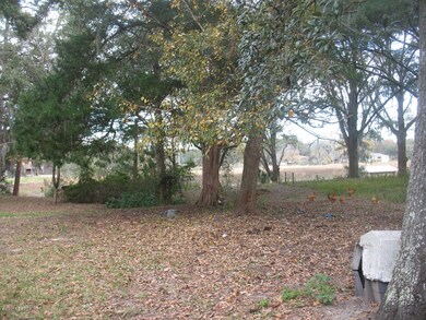 Back Yard, looking toward Creek