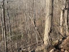 528 Early Deitz Rd, Sylva, NC 28779 - photo 4