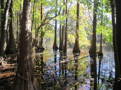 3505 Whimsy Way, Wilmington, NC 28411 - photo 2