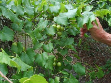 Grapes fully producing