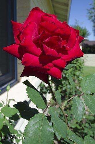 4242 Yucca_1693rose.jpg