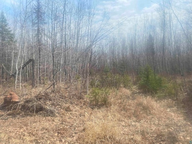 View of nature with a forest view