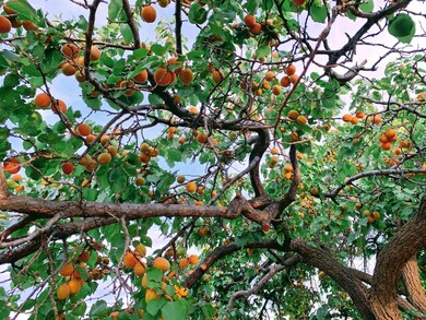 18145 Surface Creek Rd, Cedaredge, CO 81413 - photo 6