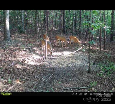 V/L Southern Way, Nebo, NC 28761 - photo 5