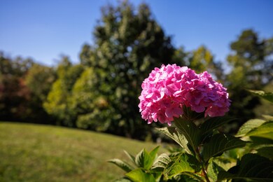 989 Georgia Ave, Waynesboro, VA 22980 - photo 5