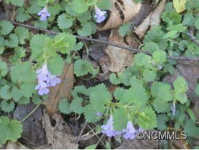Wild Flowers