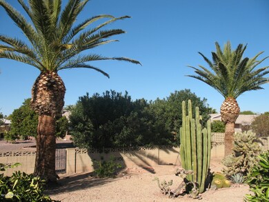 Beautiful palm trees- desert landscaping