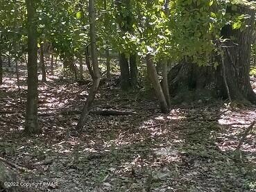 32-34-7 Lake Shore Aka Arrowhead Dr, Pocono Lake, PA 18347 - photo 3