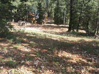 Bear Track5