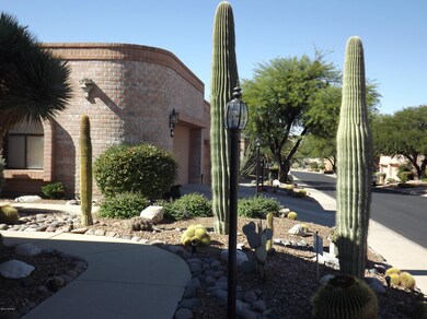 Saguaros