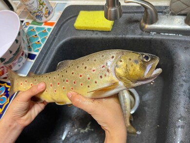 6623 S James Rd, Baldwin, MI 49304 - photo 4