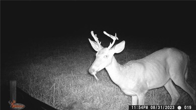 Game cam footage