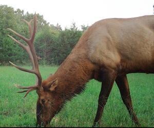 elk hunters paradise for sale in arkansa