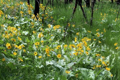 15 Bobcat Ln unit 15, Roundup, MT 59072 - photo 2