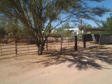 coral for horses