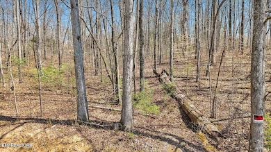 1300 Old Sugar Limb Rd, Loudon, TN 37774 - photo 5