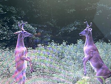 4260 Highfield Rd, Cedar Grove, TN 38321 - photo 6