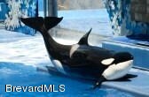 An Hour Drive to Shamu!