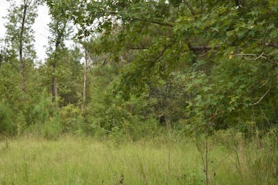 1544 Isabella Rd, Kingstree, SC 29556 - photo 4