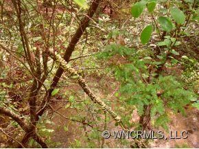 Stream