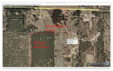 North-End - Big Spruce - Red Pine Stand