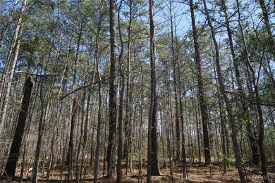 200 Old Barnes Rd, Pine Level, AL 36065 - photo 4