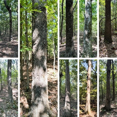 0 Clay County Rd 408 unit 24033571, Rector, AR 72461 - photo 4