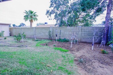 Back yard 1