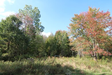 Back Woods
