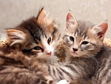 $5/month/cat - 2 pet limit