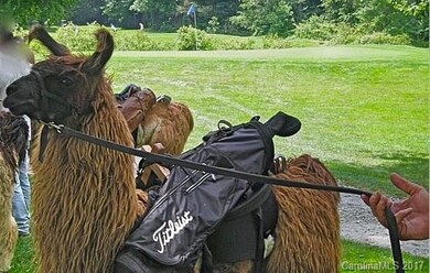 Llama Caddy at the eighteen hole Par3 Golf Course
