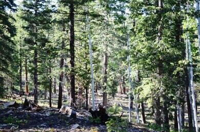 Dixie National Forest is your backyard