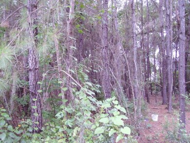 Lots of trees