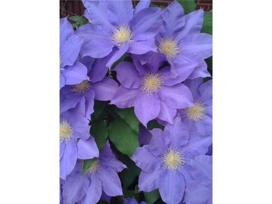 Morning Glories