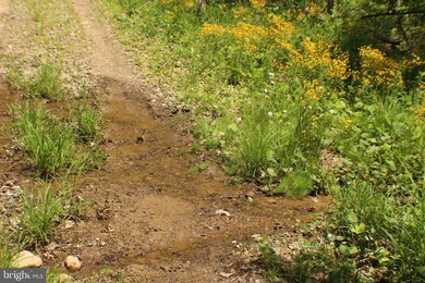 81.53 AC Dolly Sods-Forest Service Rd 19, Cabins, WV 26855 - photo 4