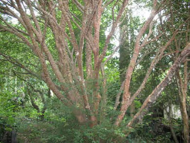 the largest jaboticabo trees I have seen. They fruit several times a year