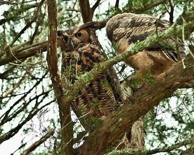 78 Oakleaf Way, Palm Coast, FL 32137 - photo 7