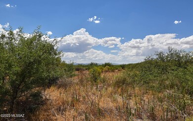 Mesquite at Wash