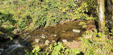 Jims Creek