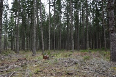 38184 S Hardy Rd, Molalla, OR 97038 - photo 5