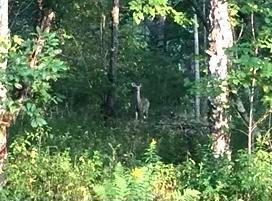 Deer