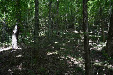 2427 Hurricane Creek Rd, Linden, TN 37096 - photo 7