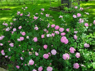 More gorgeous spring flowers!