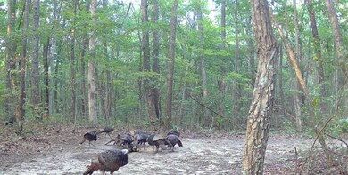 0 Valley View Drive Lot 34, Altamont, TN 37301 - photo 7