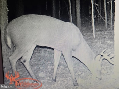 0 Cottman Rd, Allen, MD 21810 - photo 3