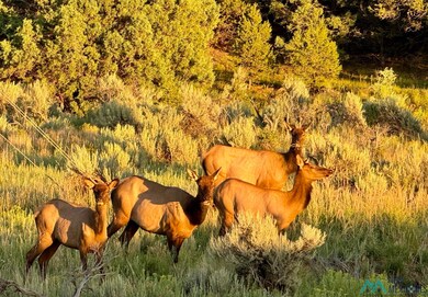 Highway 96 & 595 Hwy, Regina, NM 87017 - photo 6
