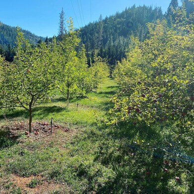 Fruit trees in Summer
