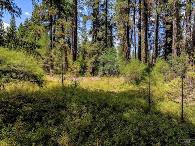 View of tree filled area